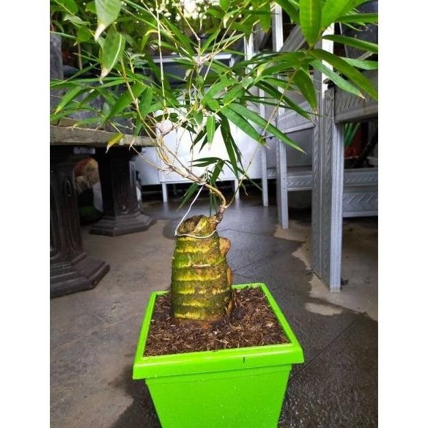 Bonsai Tanaman hias bonsai bambu kuning