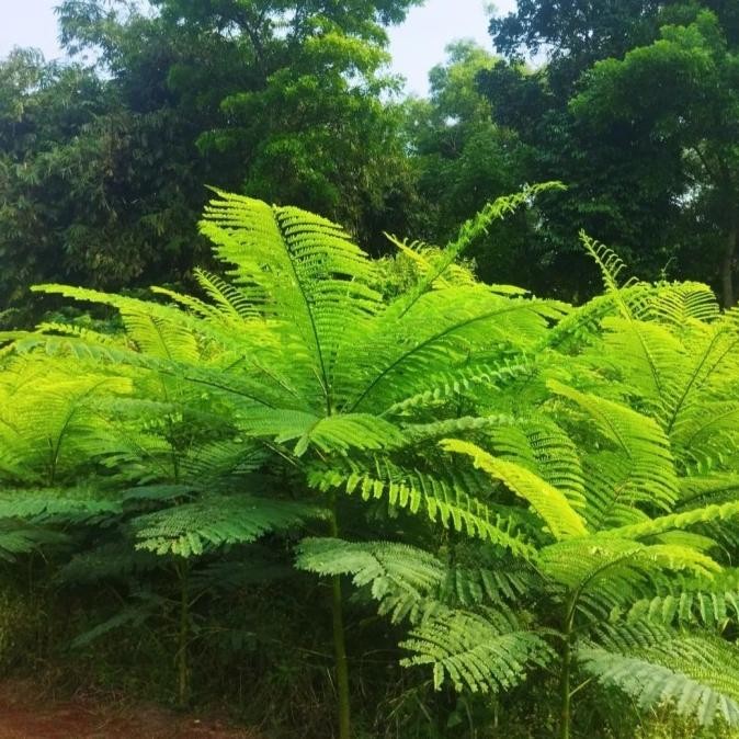 TANAMAN HIAS SOLOBIUM PAKIS BRAZIL TINGGI 1,5 METER / PAKIS BRAZIL