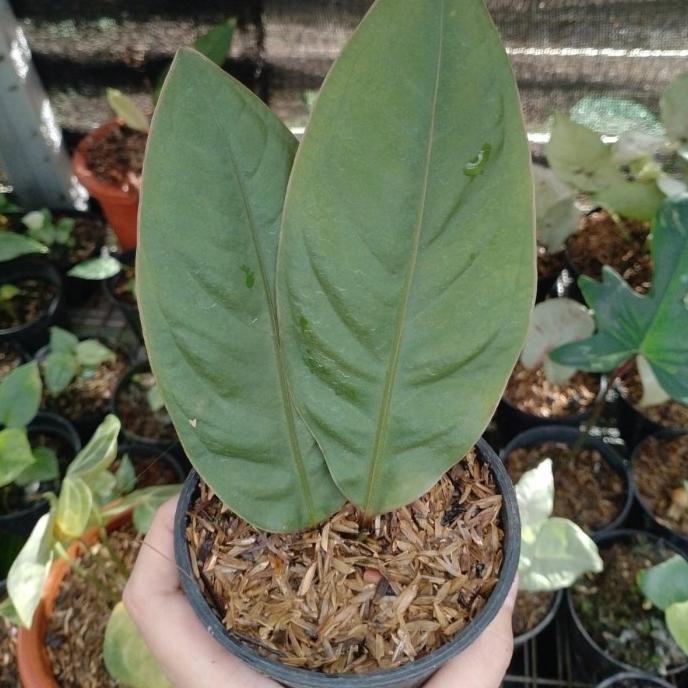 tanaman hias anthurium superboom
