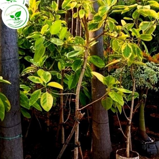 tanaman hias karet kebo kuning  tinggi 150cm