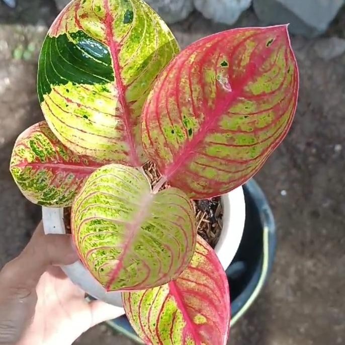 Tanaman hias aglonema goliath merah realpict