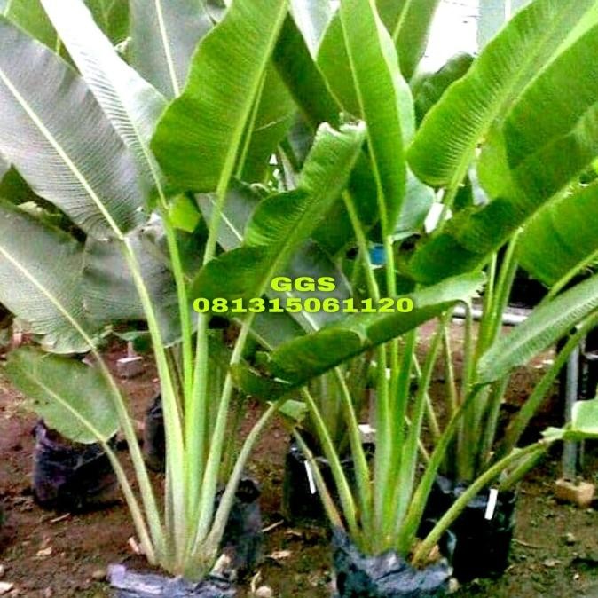 Tanaman hias - pisang kipas, pohon pisangan kipas tinggi 1 meter