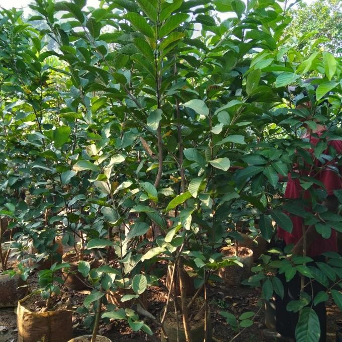 Pohon buah, pohon jambu kristal tinggi 2 meter.