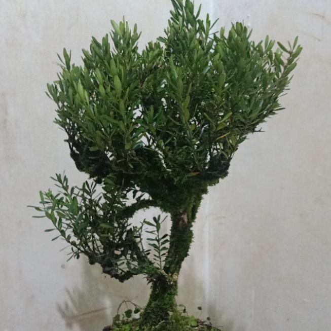 pohon bonsai boxus batang besar - tanaman hias pohon bonsai boxus