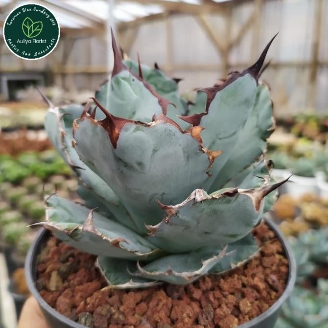 Agave Titanota Blue Ball good form | kaktus dan sukulen | tanaman hias