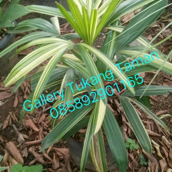 Tanaman Hias Palem Regu Variegata / Palem Waregu Varigata