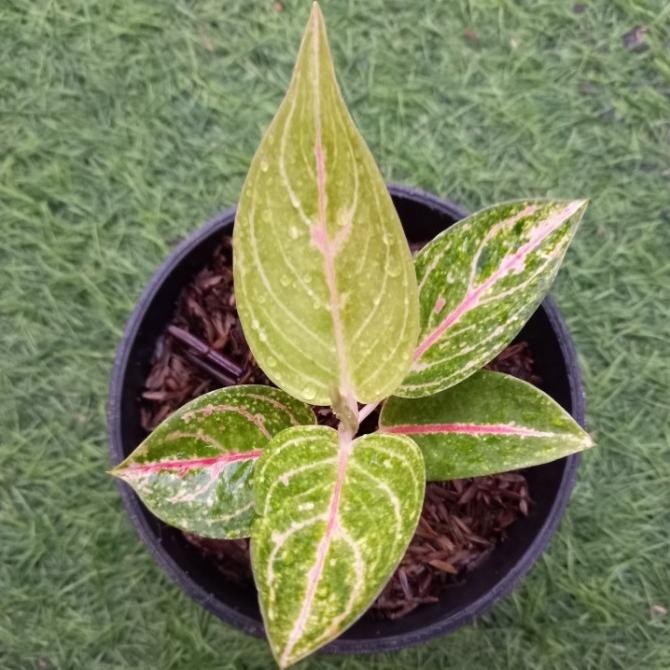 tanaman hias aglaonema / aglonema ayundini realpict