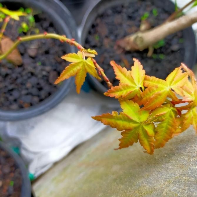 Pohon Golden Maple Japanese/ Japanese Golden Maple