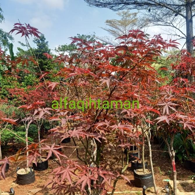 tanaman hias Japanese red maple - tanaman hias bonsai - red maple