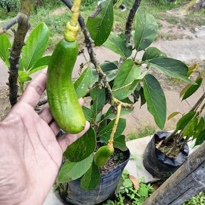 Pohon Alpukat Kelud Berbuah 1.5mtr/Bibit Pohon Alpukat Kelud Berbuah