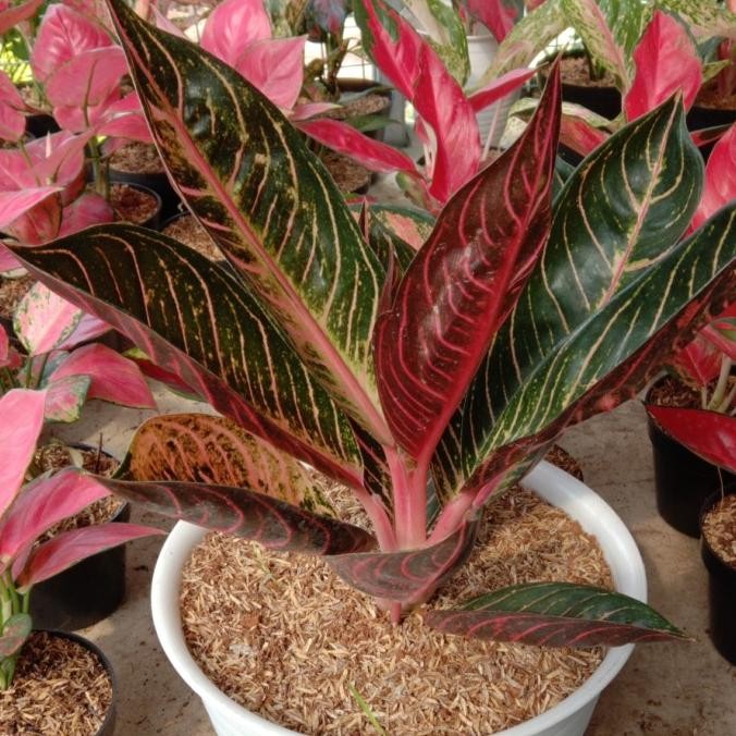 tanaman hias aglonema red sumatra indukan +pot tawon