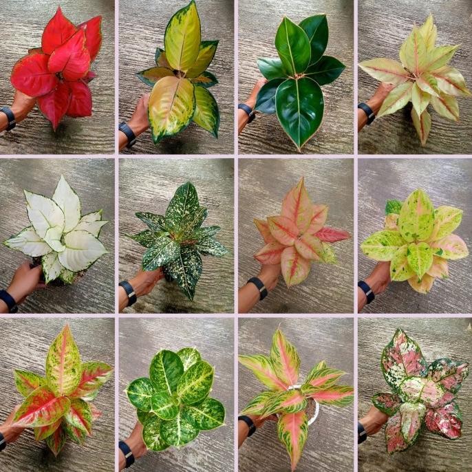 paket 10 bibit tanaman hias bunga aglaonema aglonema