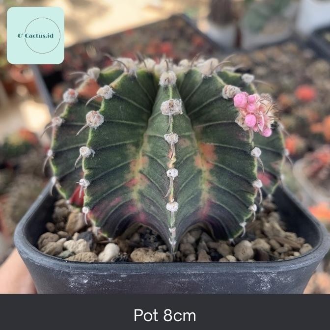 Gymnocalycium LB Varigata Kaktus Gymno Lb2178 LB 2178 Var single spine jumbo indukan koleksi kaktus 