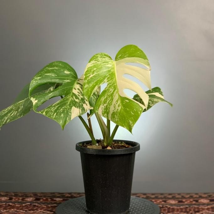 Tanaman Hias Aroid Jenis Monstera Varigata