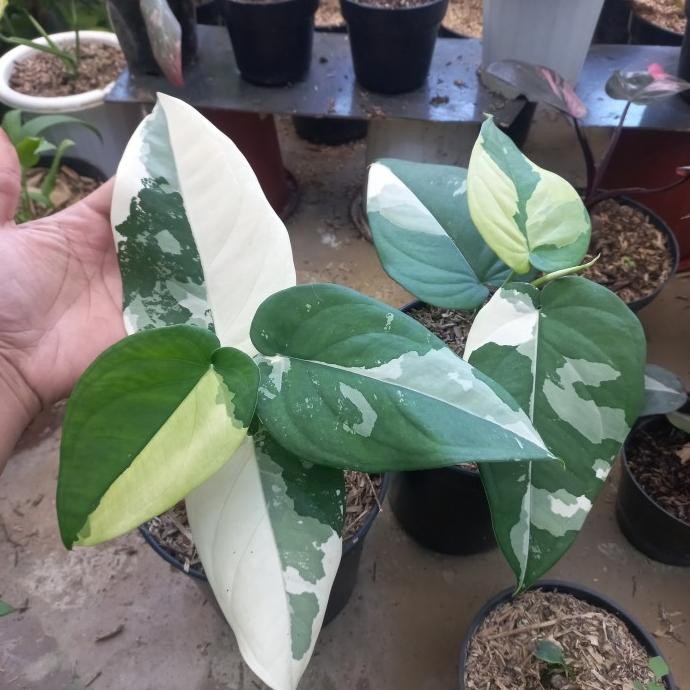 Tanaman Hias syngonium chiapense variegata