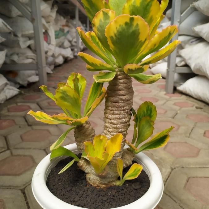 euphorbia poisonii variegata size besar KAKTUS SUKULEN TANAMAN HIAS