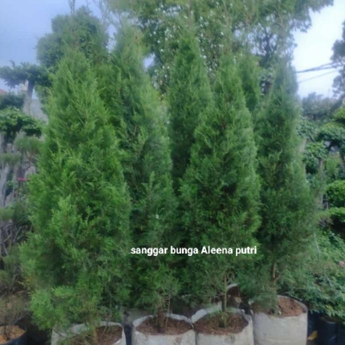 TANAMAN HIAS CEMARA WANGI/CEMARA RETENS /CEMARA NATAL TINGGI 2 METER