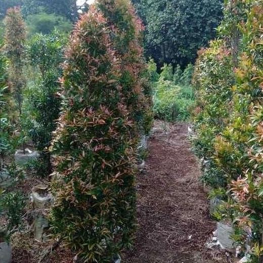 Tanaman pucuk merah tinggi 2 meter