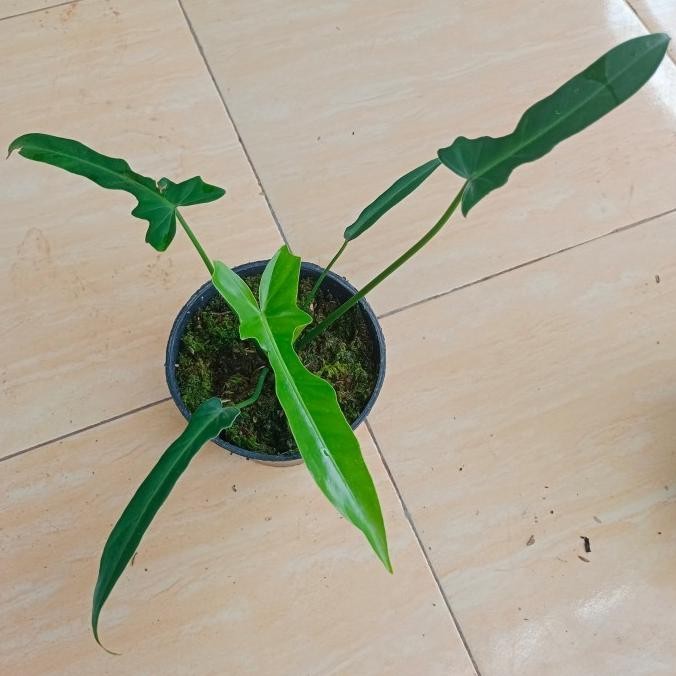 tanaman hias philodendron longilobatum - tanaman koleksi ( BTL )