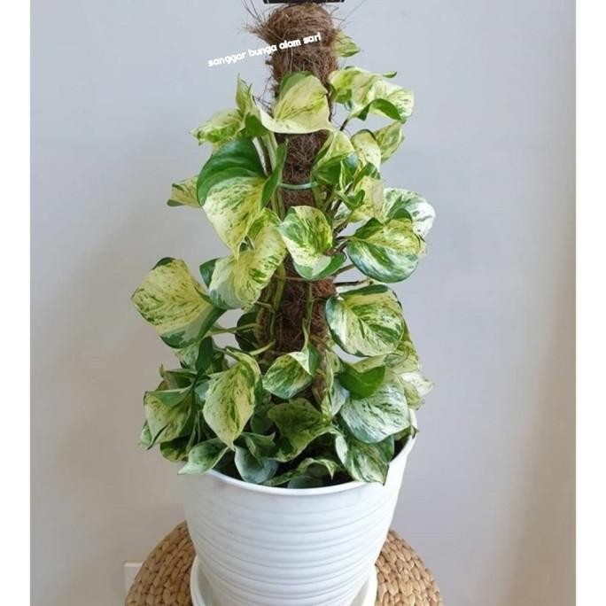 TANAMAN HIAS EPIPREMNUN MANJULA RIMBUN CANTIK + POT PUTI DAN TURUS