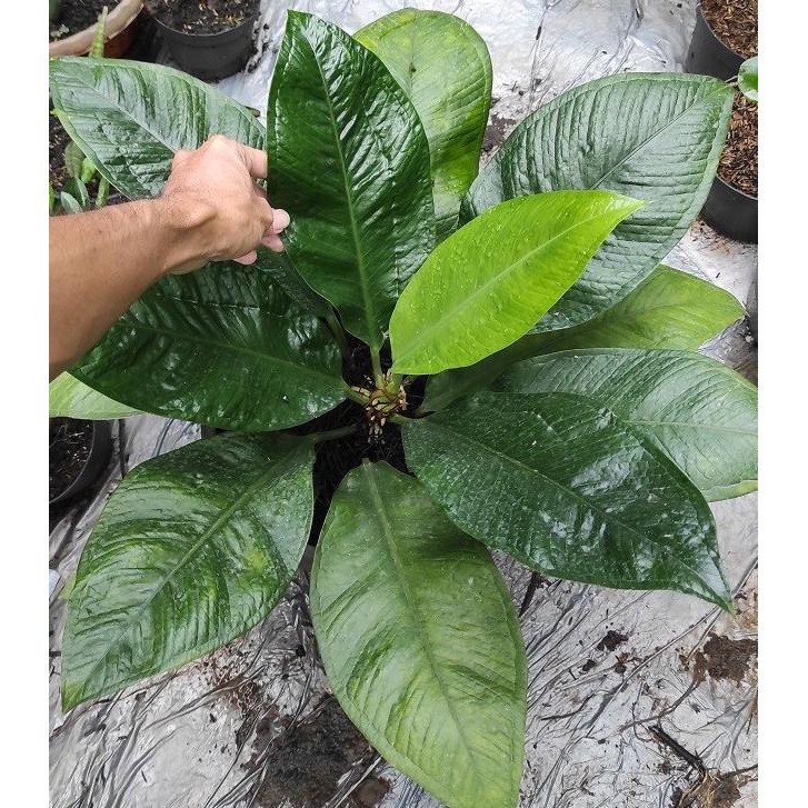 Tanaman Hias Anthurium Levis Indukan / Antorium / Anthurium Oxycarpum