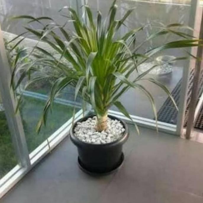 tanaman hias pandan bali/ tanaman in/outdoor+ pot