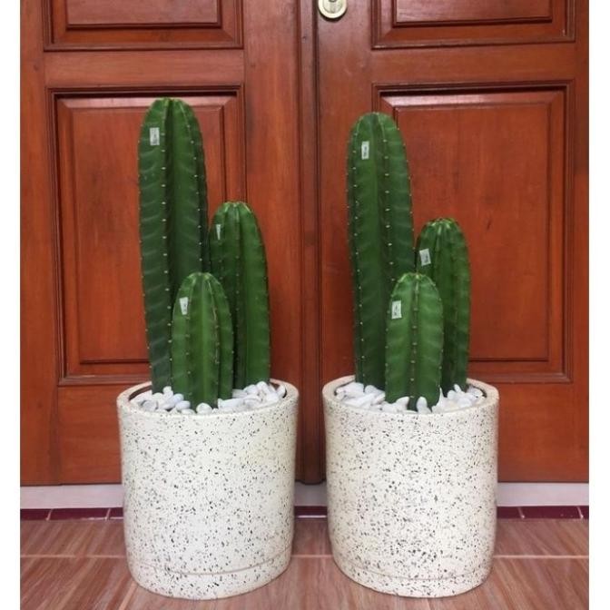 PAKET TANAMAN KAKTUS KOBOI