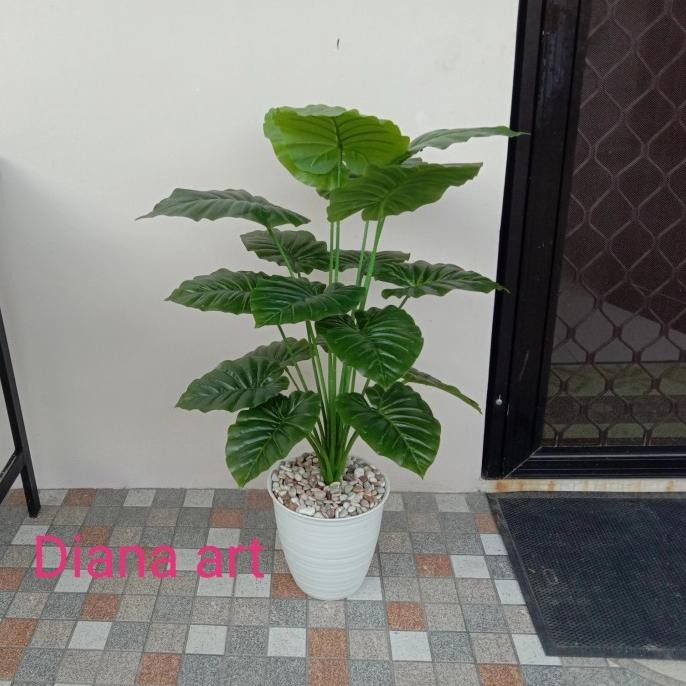 daun keladi#daun keladi merah#daun sri rejeki#tanaman keladi palsu#