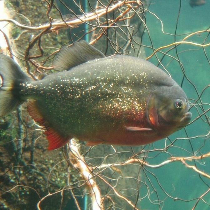 

Ikan Piranha WC Wild RBP