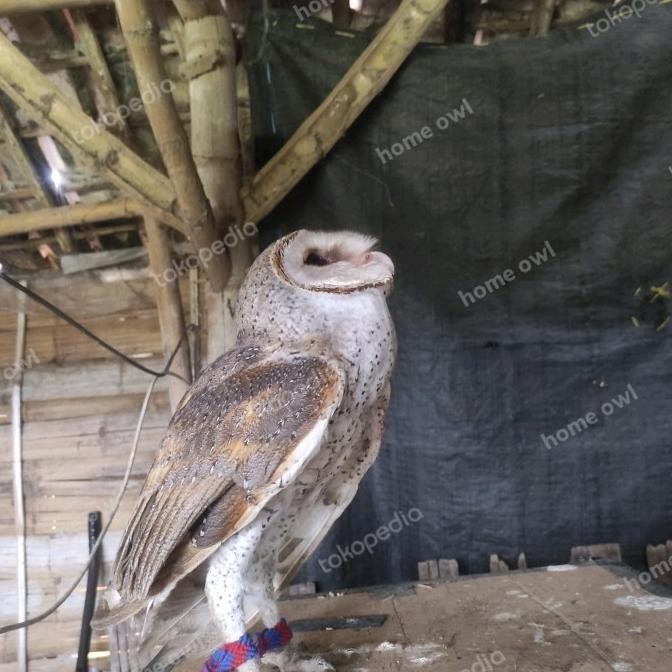 Tyto alba burung hantu Barn owl (ECER)