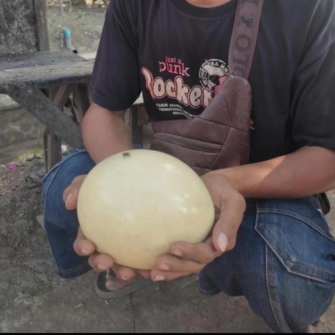 

Telor Burung Unta Segar, ada isinya masih fresh