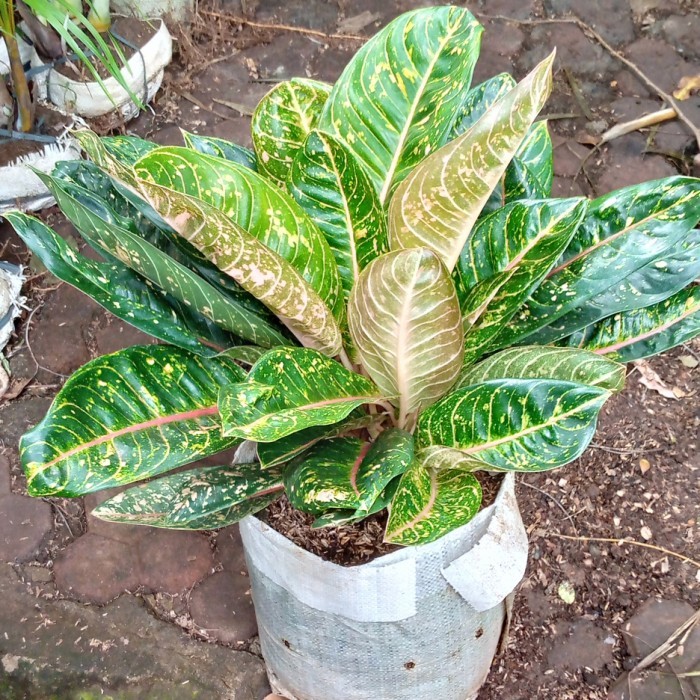 

Aglonema Donacarmen/Tanaman Hias/Tanaman Aglonema Dona Karmen Rimbun