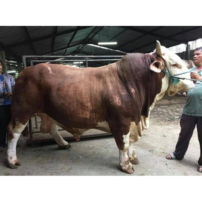 

Hewan Qurban Sapi Bali Sapi Limosin Sapi Mental Free Ongkir