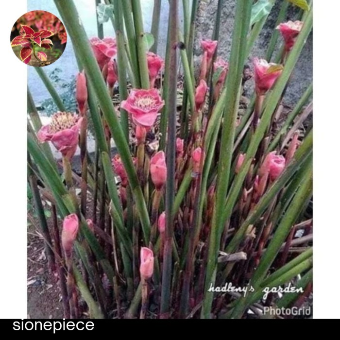 

Bibit Tanaman Stek Pohon Kecombrang