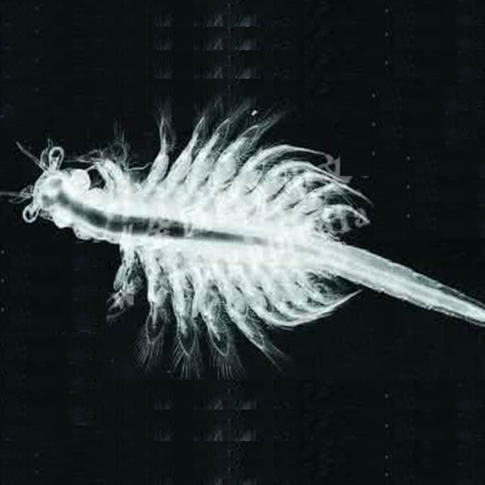 TERBARU 100 Buah 15Mm L Monyet Laut Telur Monyet Hewan Hidup Ajaib Per