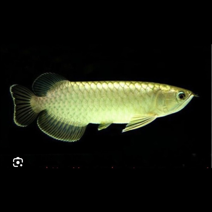 Arowana Green Pino 13-14cm ( diskon agustus - september )