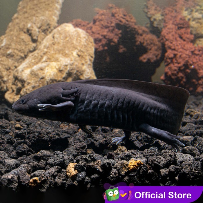 Tebaru Axolotl Melanistic Melanoid Full Black Dogfish Salamander Walking Fish Berkualitas