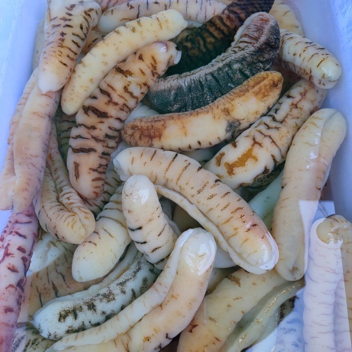 

HAISEM / HOISEM / TERIPANG