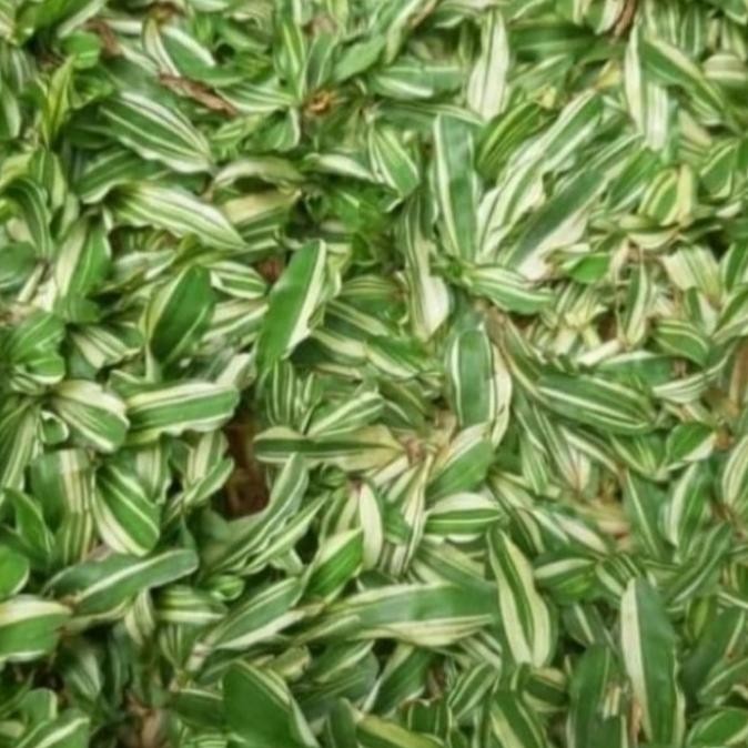 Rumput Gajah Mini Varigata 2 Meter