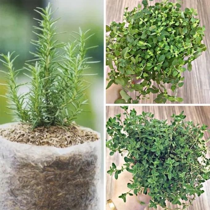 

PROMO SPECIAL Paket 3 Tanaman Rosmery, Oregano, Thyme