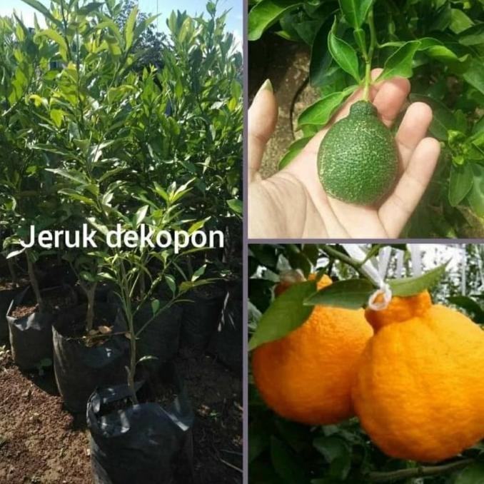

SALE! POHON JERUK DEKOPON CEPAT BERBUAH