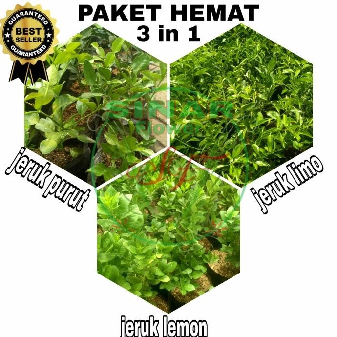 

SALE! PAKET HEMAT 3 IN 1/ BIBIT JERUK PURUT/BENIH JERUK LIMO DAN JERUK LEMON