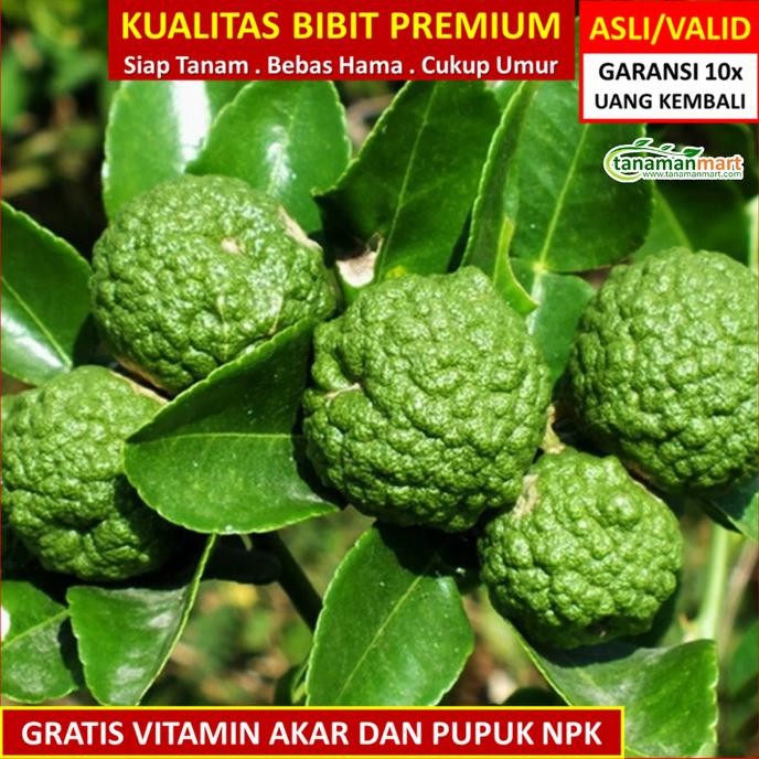 

SALE! BIBIT TANAMAN BUAH JERUK PURUT UNGGUL, MURAH, BERGARANSI