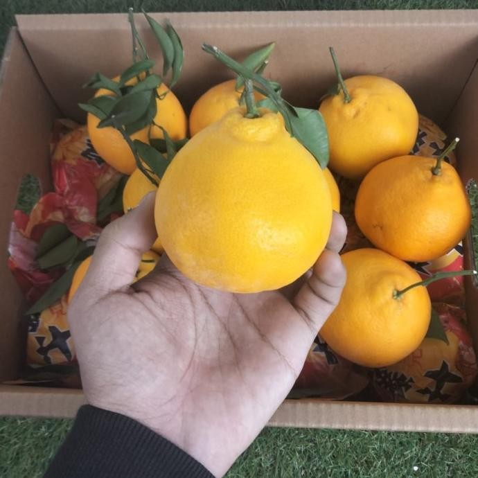 

SALE! JERUK CHUN TIAN / DEKOPON /PAPAKAN FRESH MANIS PER 1 KG