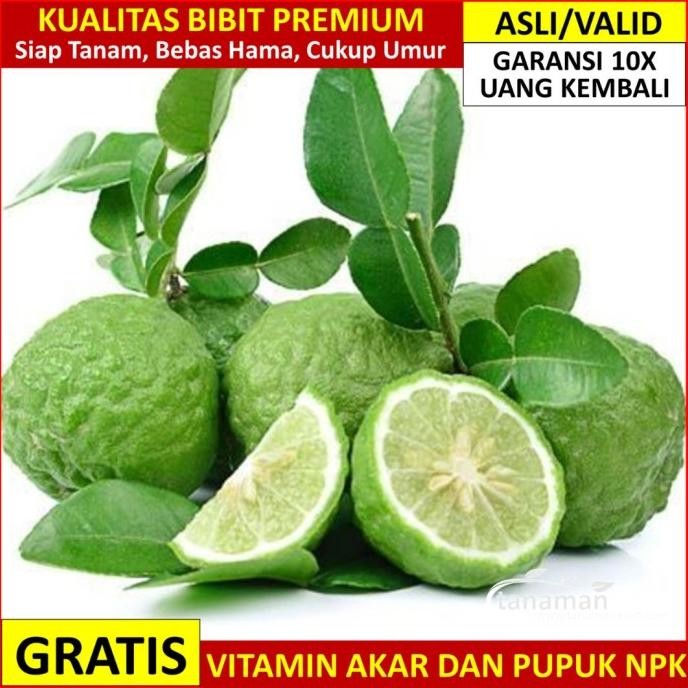 

SALE! BIBIT JERUK PURUT ASLI BERGARANSI, POHON BUAH OKULASI SUPER VALID