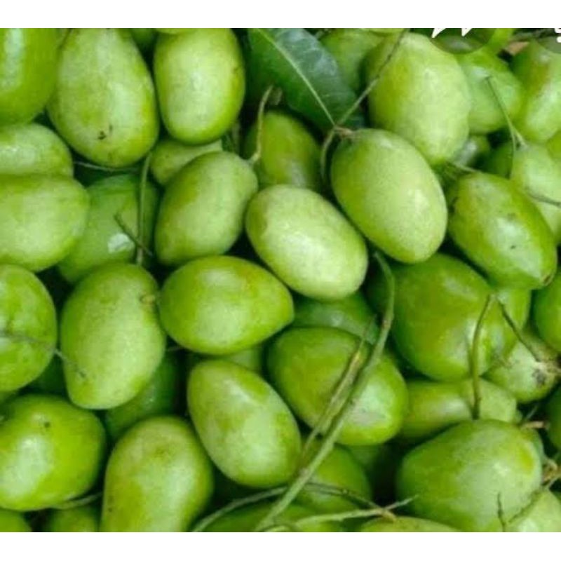 

Mangga muda mangga rujak fresh 1kg