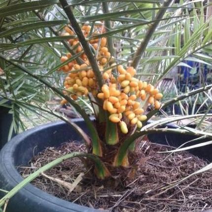 

Tanaman Kurma Ajwa Pohon