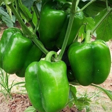 Bibit Tanaman Hidup PAPRIKA BERBUAH - Tanaman Buah Paprika MMU