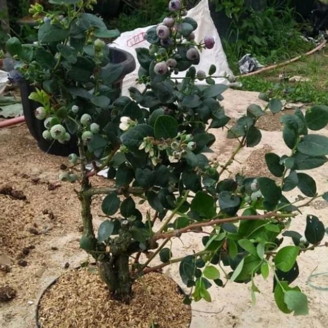 bibit tanaman buah blueberry / blueberry jamfruit cepat berbuah MMU