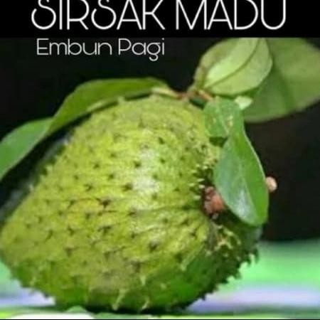 Bibit Tanaman Buah Sirsak Madu / Sirsak Madu Jumbo MMU
